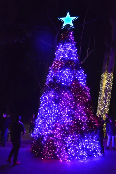 DSC_7084 (Large).JPG